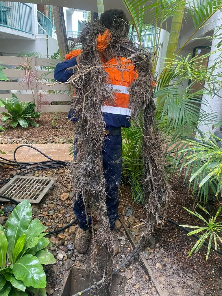Plumber holding an enormous tree-root mass pulled from a single Inner West Sydney drain